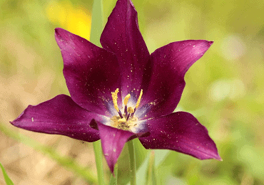 Tulip Species Pulchella Persian Pearl bulb