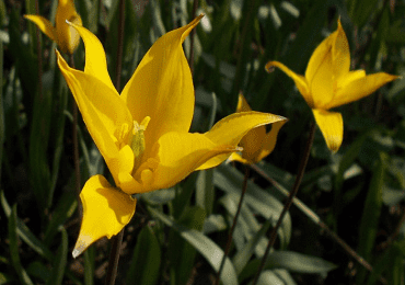 Tulip Species Sylvestris bulbs