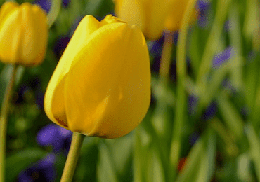 Tulip Yokohama bulb