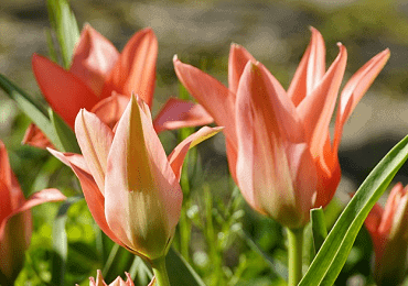 Tulip rockery Fashion bulb