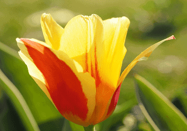 Tulip Stresa bulb