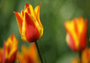 Tulip rockery giuseppi verdi bulb