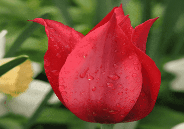 Tulip red riding hood bulb