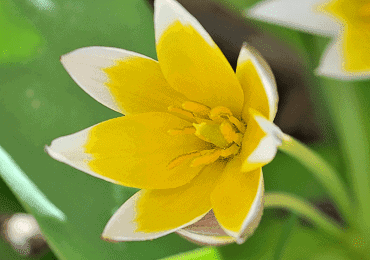 Tulip species Tarda bulb