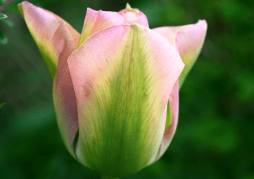 Tulip viridiflora greenland bulb