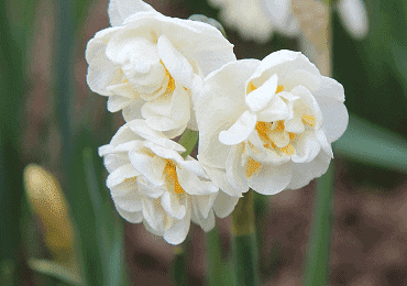 Daffodil Bridal Crown bulb