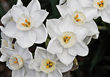 Daffodil Narcissus paperwhite bulb