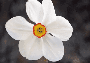 Daffodil recurvus Pheasant Eye bulb
