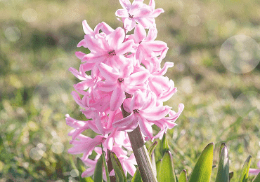 Hyacinth Ordinary Anne Marie bulb