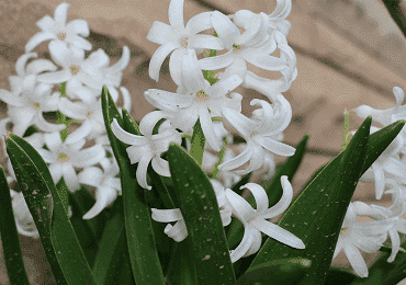 Hyacinth white bedding bulb