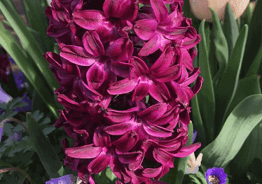 Hyacinth Woodstock Bulb