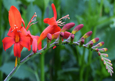Crocosmia Emberglow bulbs