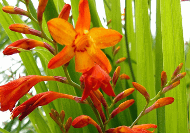 Crocosmia Emily McKenzie bulbs