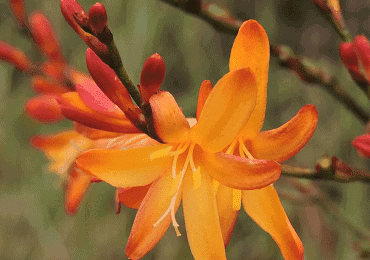 Crocosmia George Davison bulbs