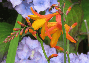 Crocosmia voyager bulbs