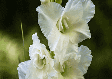 Gladioli Large white bulbs