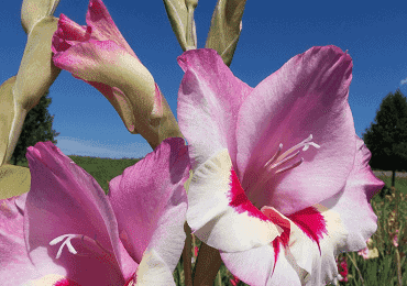 Gladioli Nanus bulbs
