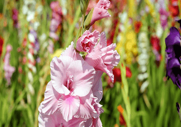 Gladioli butterfly mix bulbs