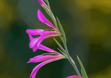 Gladioli byzantinus