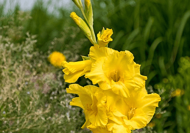 Gladioli large flowered yellow