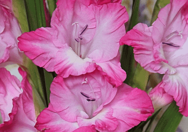 Gladioli large pink