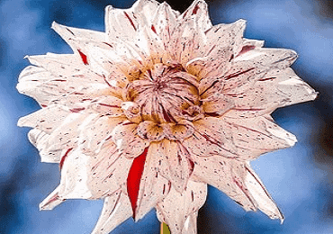 Dahlia Avignon bulb