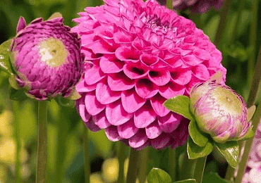 Dahlia Boy Scout bulb